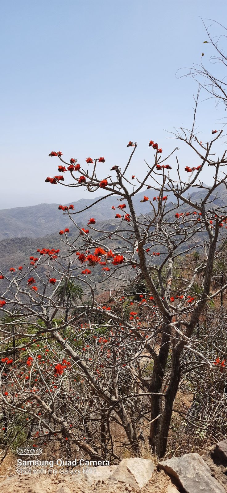 a tree with red flowers on it in the mountains