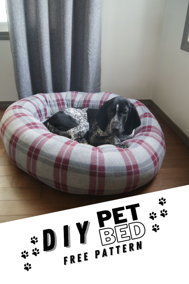 a black and white dog laying on top of a bed in front of a window