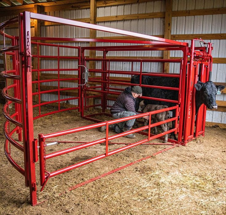 two men are tending to their cattle in the barn