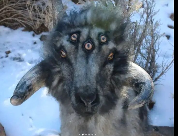 an animal with very large horns standing on snow covered ground next to rocks and bushes