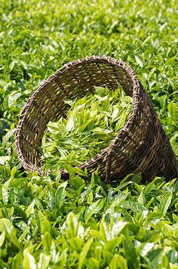 a wicker basket sitting in the middle of a green field filled with leaves and plants