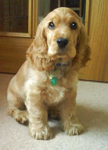 a brown dog sitting on top of a floor next to a door and looking at the camera