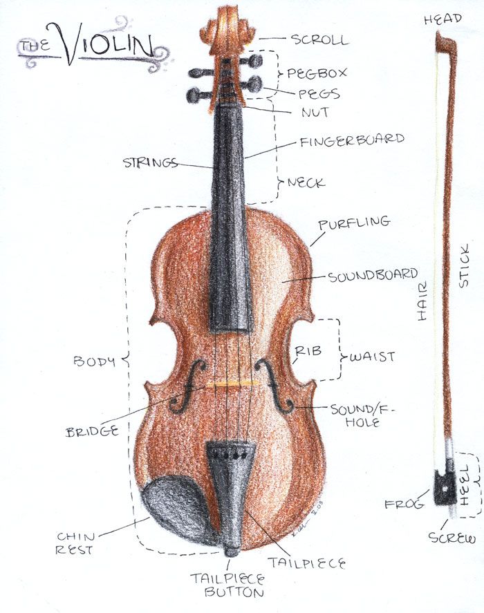 an image of a violin labelled in parts