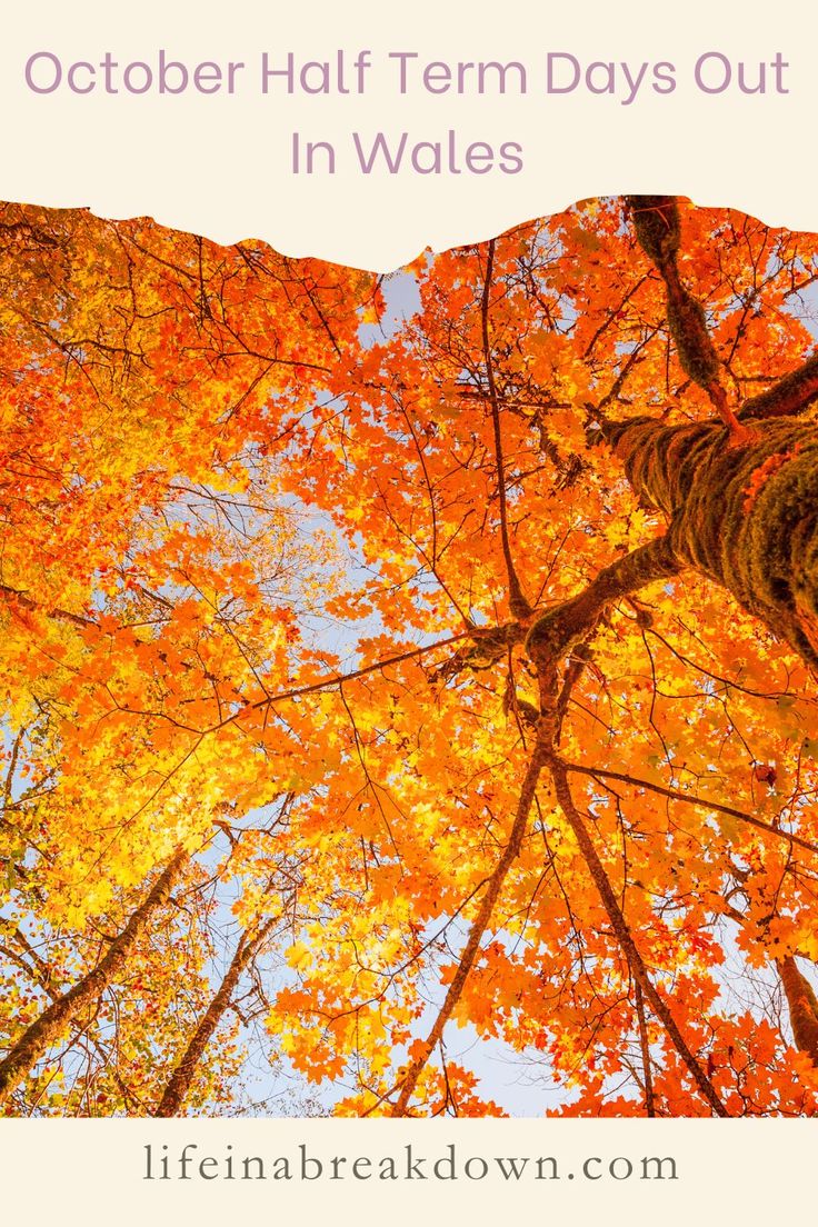 an autumn tree with the words october half term days out in wales