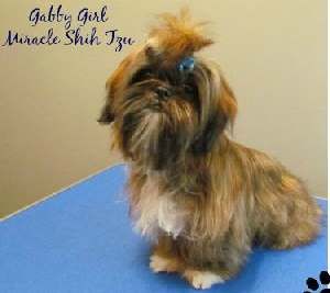 a small dog sitting on top of a blue table