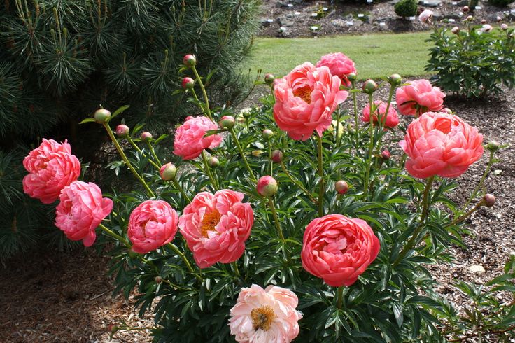 pink flowers are blooming in the garden