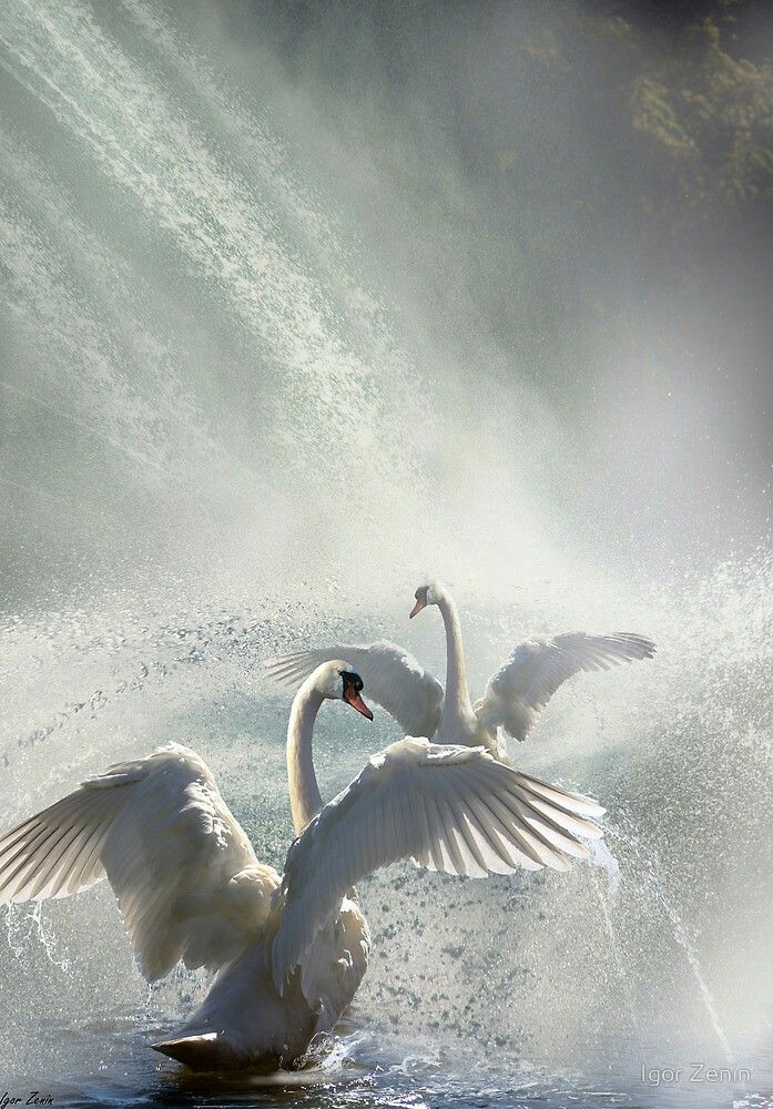 two white swans are in the water with their wings spread out and splashing around