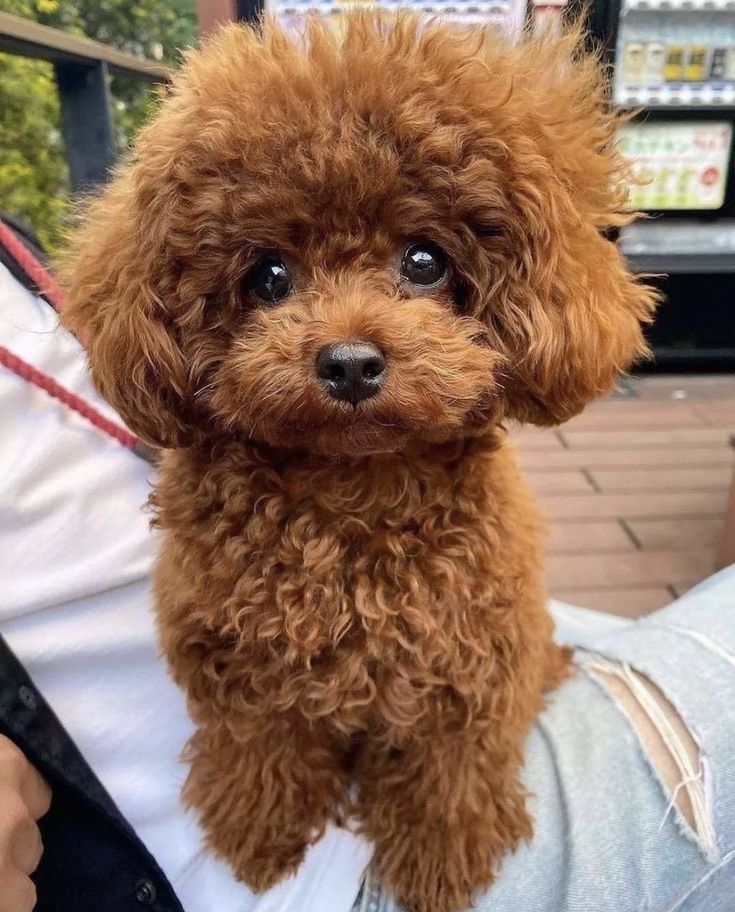 a small brown dog sitting on top of someone's lap