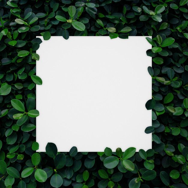 a square white paper surrounded by green leaves