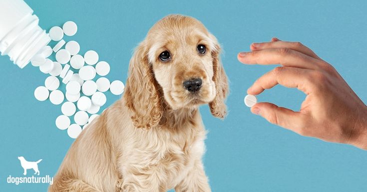 Aspirin For Dogs, Small Dog Accessories, Puppy Diy, Min Pins, Dog Grooming Tips, Natural Alternatives, Cat Happy, Healthy Pets, Happy And Healthy