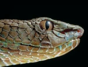 a close up of a snake's head on a black background