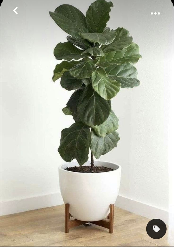 a large plant in a white pot on top of a wooden floor next to a wall