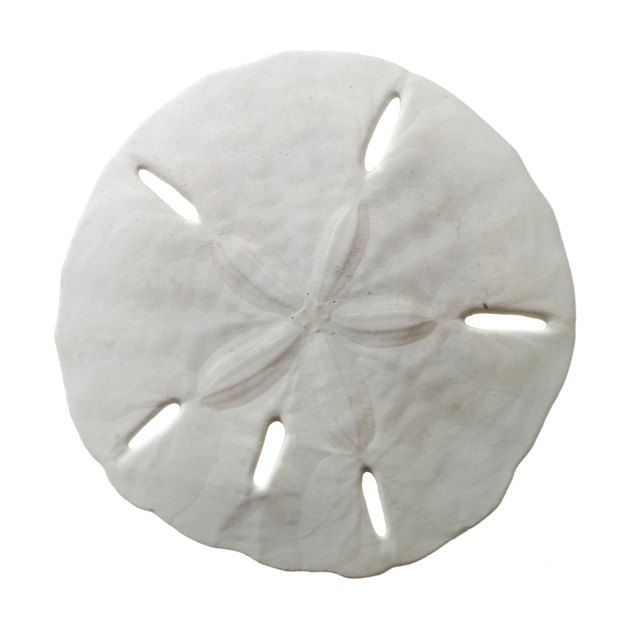 a white sand dollar on a white background