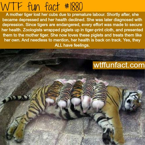 a group of tigers laying on top of each other