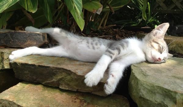 a cat laying on top of a rock next to a bush and text that reads, bonnie nutt good night