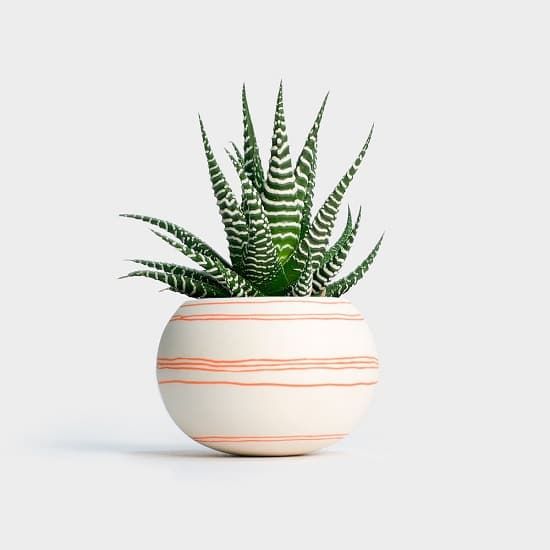 a potted plant sitting on top of a white table