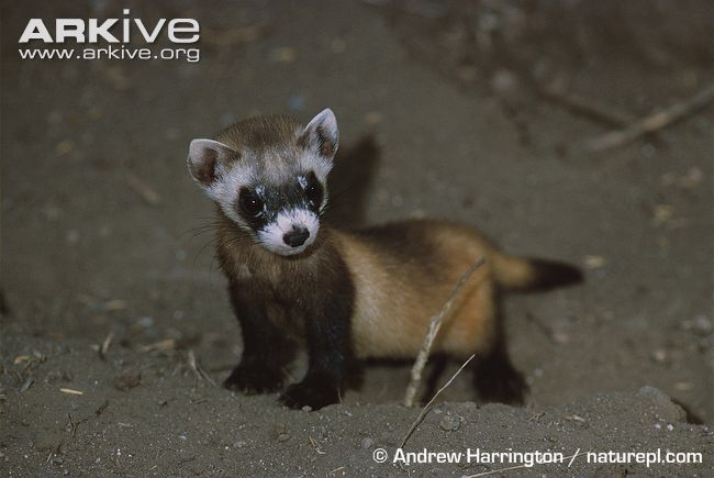 a small brown and white animal standing on top of a dirt field next to grass