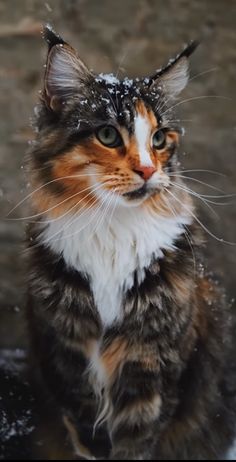 a cat is sitting in the snow and looking off into the distance with it's eyes wide open