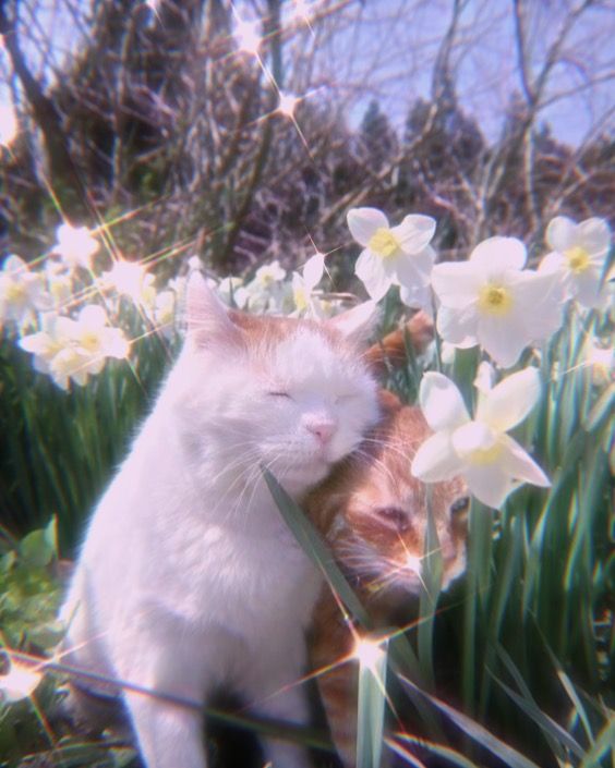 two cats sitting next to each other in the grass with flowers around them and one cat has its eyes closed