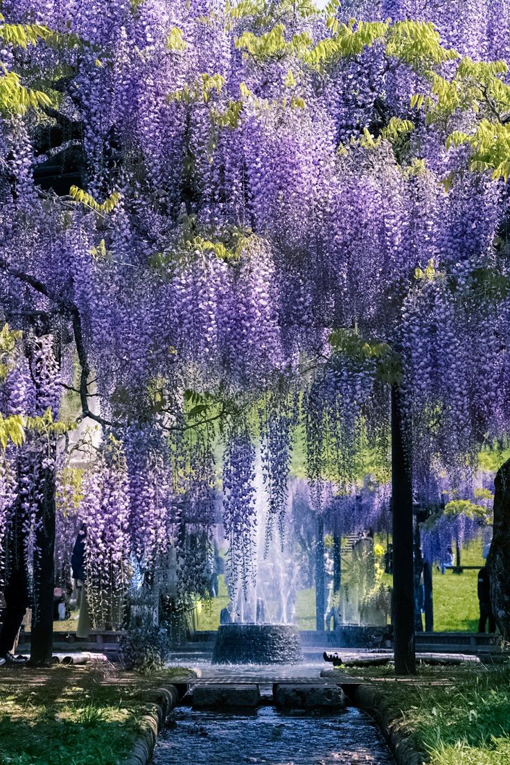 the wistery trees are blooming all over the park