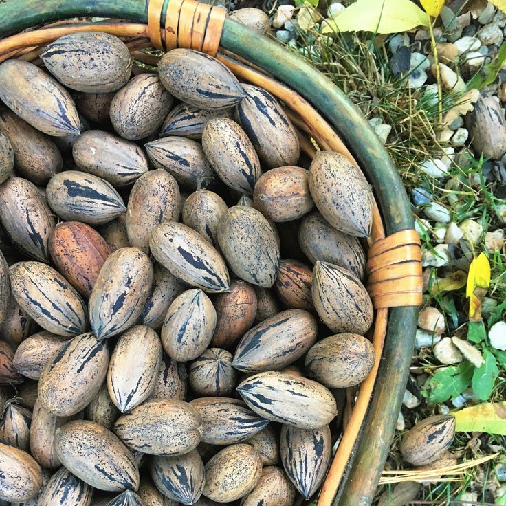 a basket filled with nuts sitting on top of a grass covered ground next to leaves