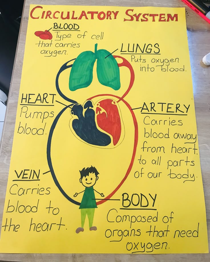 a poster describing the circulator system on a table