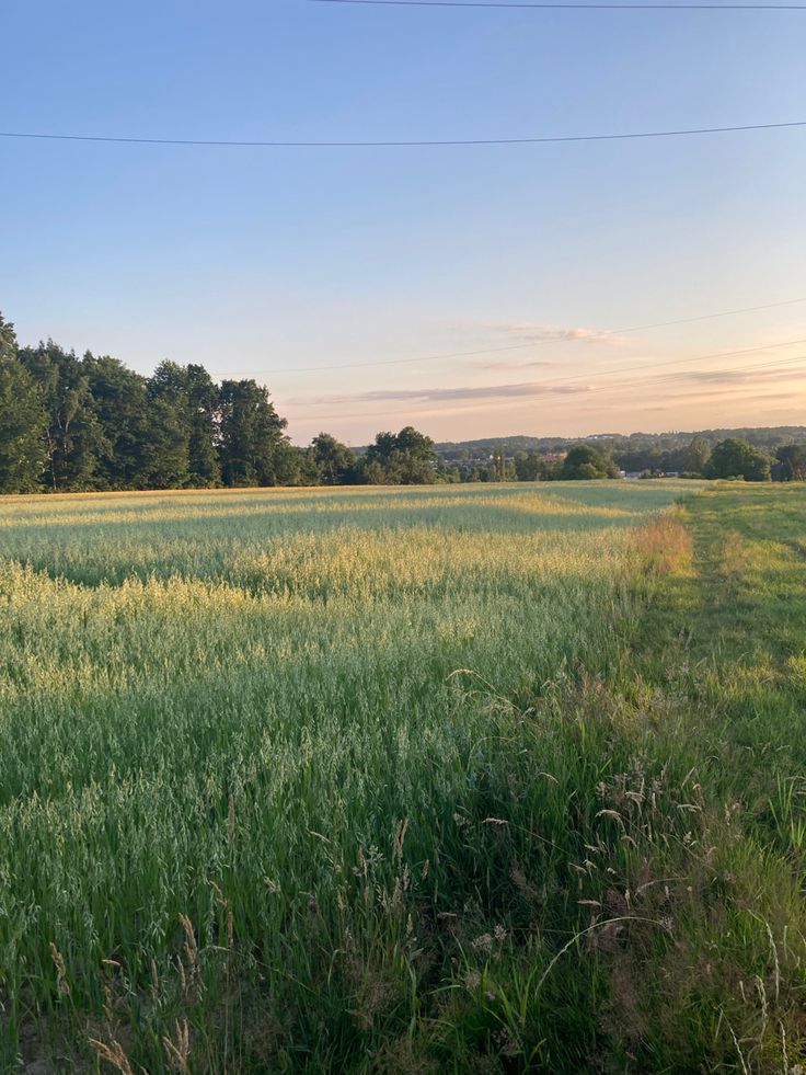 an empty field with trees in the background