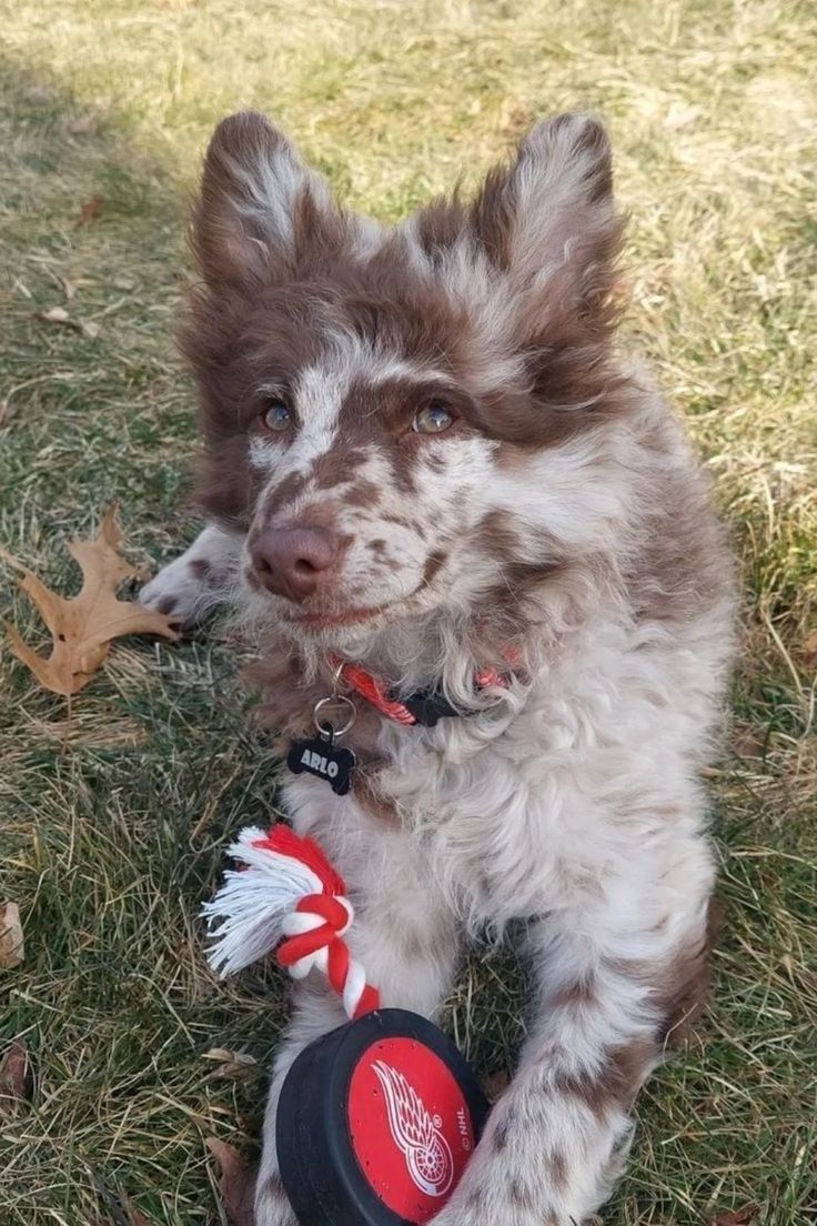 a brown and white dog sitting on top of a grass covered field next to a toy