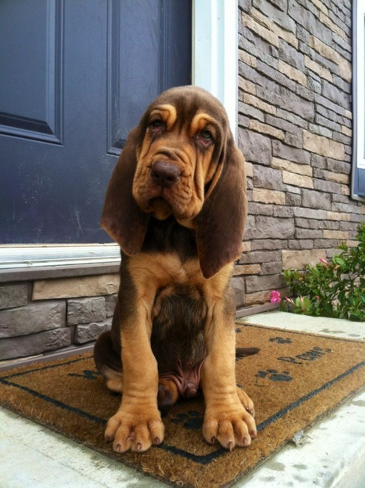 a brown and black dog sitting on top of a door mat next to a brick building