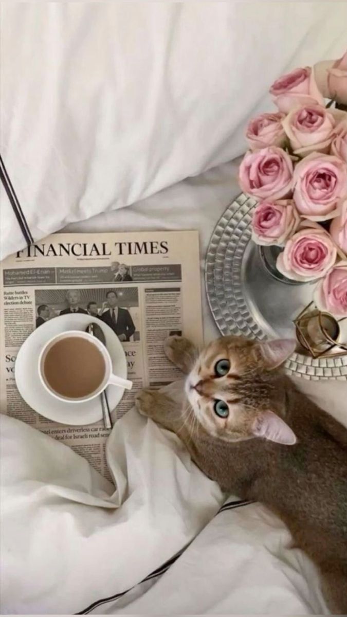 a cat laying on top of a bed next to a cup of coffee and newspaper