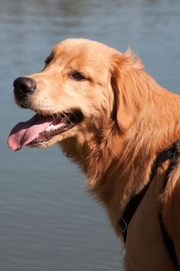 An image linking to an article about English golden retrievers. English Golden Retrievers, A Lot Of Hair, Most Popular Dog Breeds, Chocolate Labrador, High Maintenance, Dog Hacks, Different Dogs, Labrador Puppy, Dog Activities