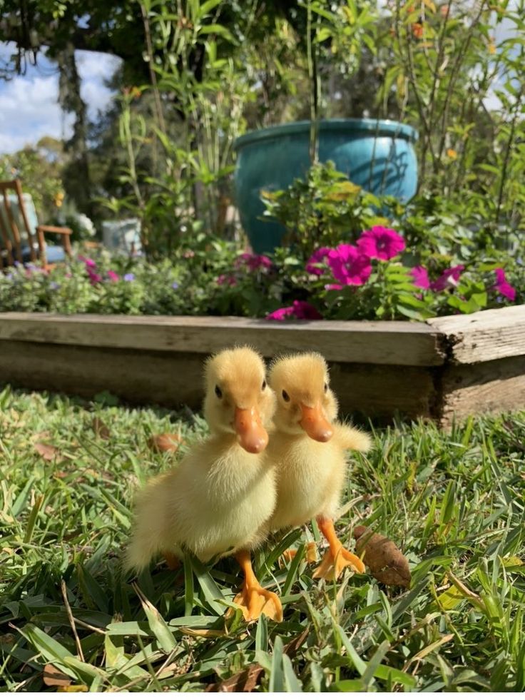 two baby ducks sitting in the grass near some flowers and a planter with pink flowers behind them