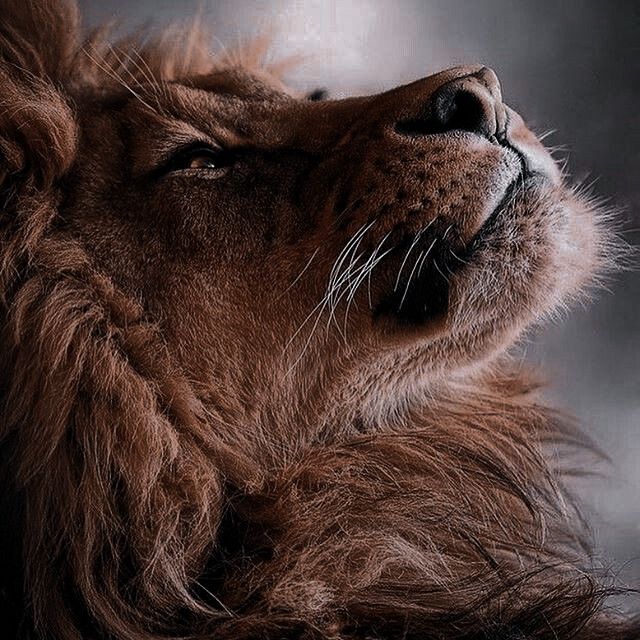 a close up of a lion's face with it's mouth open and eyes closed