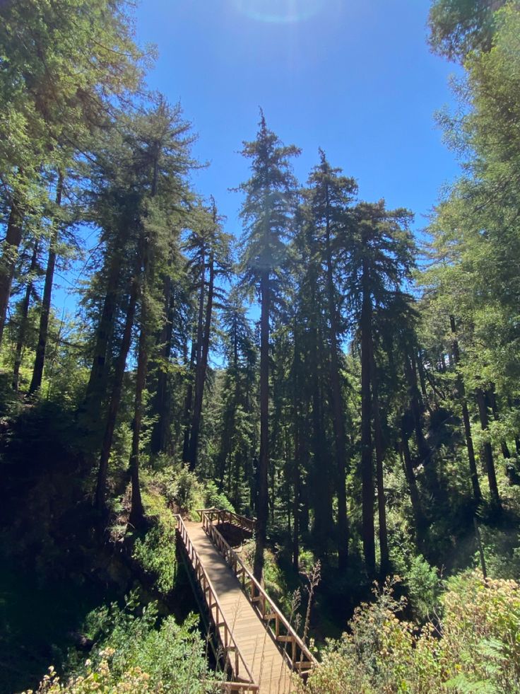 a wooden bridge in the middle of a forest