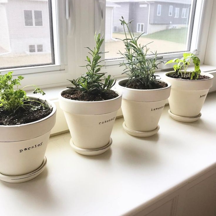 four potted plants sit on a window sill in front of the windowsill