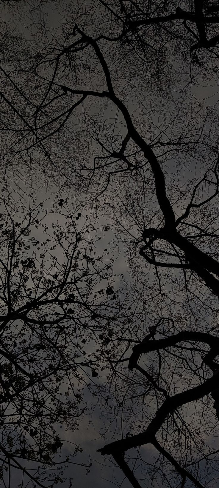 the branches of trees are silhouetted against an overcast sky with birds flying overhead