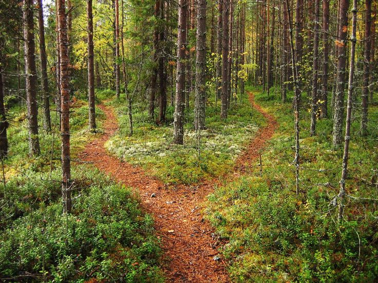 a dirt path in the middle of a forest