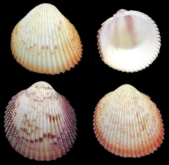 four seashells are shown on a black background