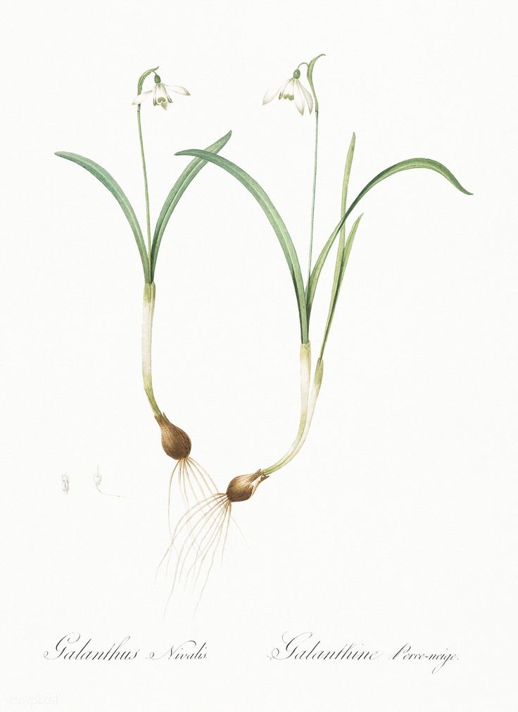 an illustration of some flowers with long green stems and small white flowers in the center