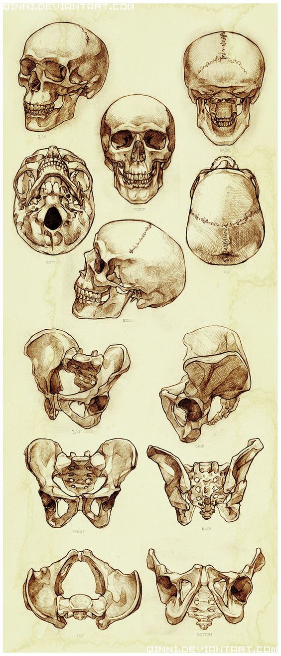 a bunch of different types of skulls on a white paper with some writing underneath it