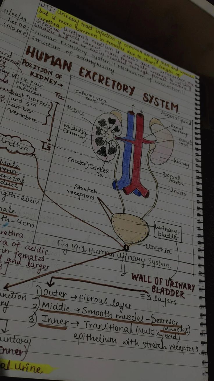 an open notebook with diagrams on it that include human excrery system and wall of urinary bladder