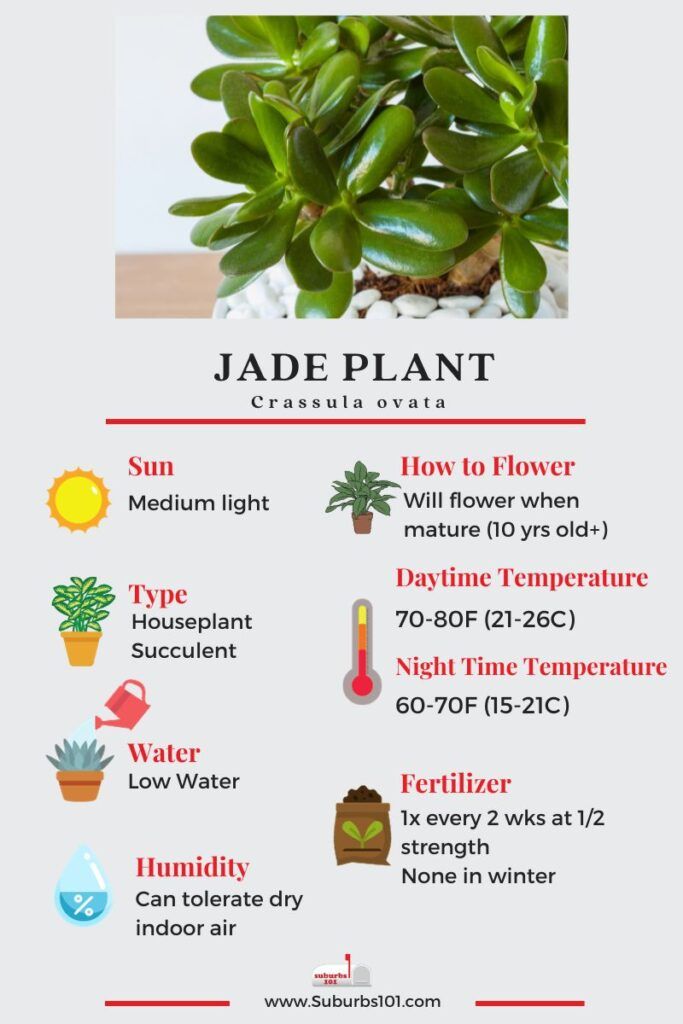 jade plant info sheet with instructions for how to grow it and what to use them