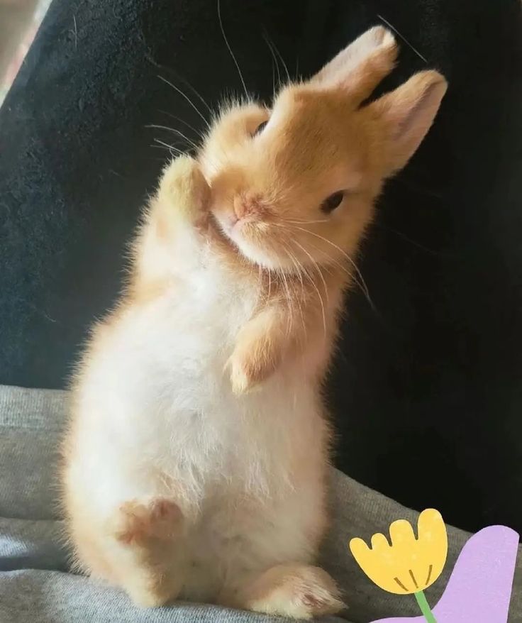 a small brown and white hamster sitting on top of a couch next to a flower