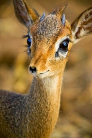 a black and white photo of a deer