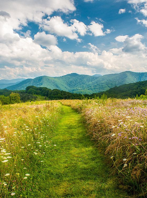 a grassy path in the middle of a field with wildflowers and mountains in the background