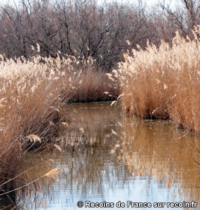 reeds and grasses are growing in the water next to a pond with brown grass