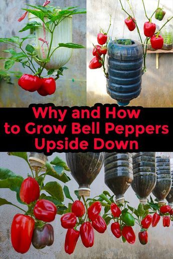 Unlock the secrets of growing bell peppers upside down! This guide offers innovative, space-saving techniques for urban gardeners. Learn how to create your own hanging bell pepper planters, perfect for small spaces like balconies, and enjoy a fresh, vibrant harvest. How To Grow Tomatoes Upside Down, Growing Vegetables Vertically, Diy Upside Down Tomato Planter, Tomatoe Gardening Ideas, Grow Tomatoes Upside Down Diy, Growing Tomatoes Upside Down, Hanging Tomatoes Upside Down, Grow Bell Peppers, Upside Down Tomato Planter