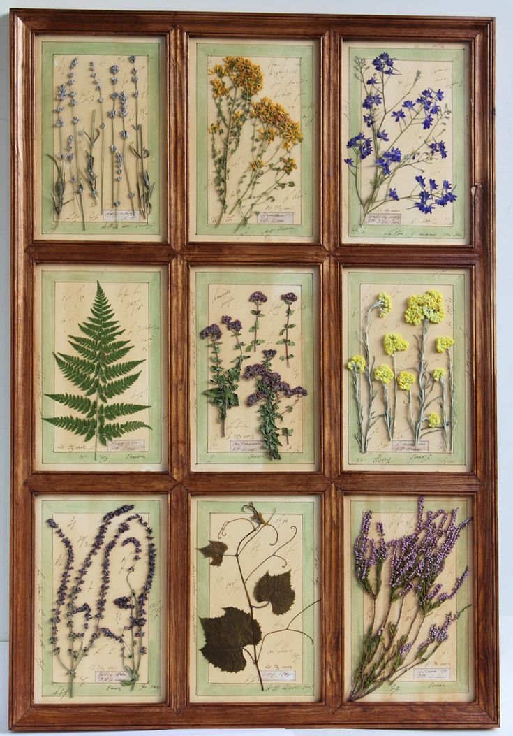 an assortment of pressed wildflowers displayed in a wooden frame