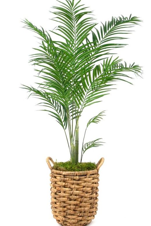 a potted plant in a wicker basket on a white background with clipping for text