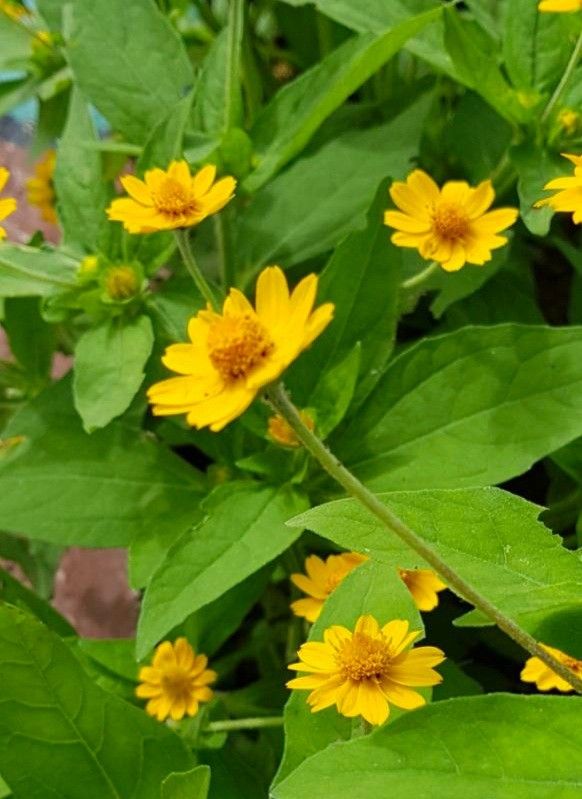 yellow flowers with green leaves in the background